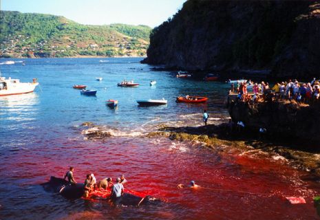 Humpback_whale_butchering_Bequia_cPanbo.JPG