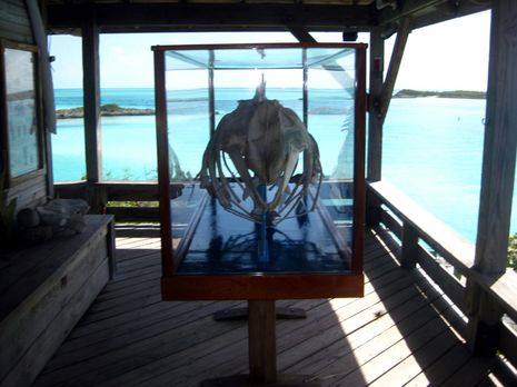 Bruce Ray whale case Exuma Park courtesy Gregory Kontos.JPG