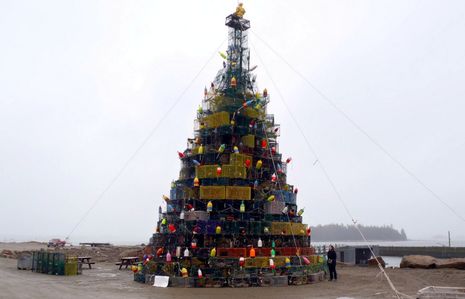 Beal_Island_769_trap_tree_2010_courtesy_PenobscotPaddles.jpg