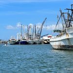 The Fort Myers Beach shrimp fleet is back in the water and some boats are fishing
